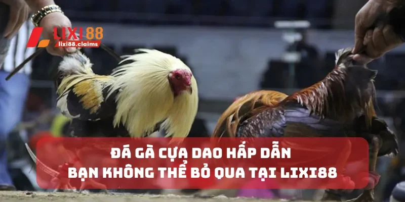 Đá gà cựa dao