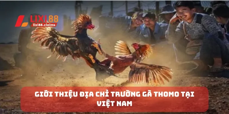 Đá Gà Cựa Dao Hấp Dẫn Bạn Không Thể Bỏ Qua Tại Lixi88 4 Giới thiệu địa chỉ trường gà thomo tại Việt Nam