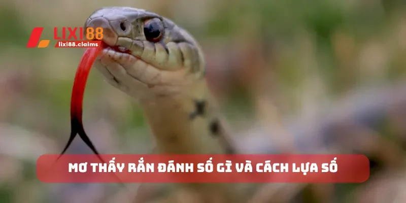 Mơ thấy rắn đánh số gì và cách lựa số